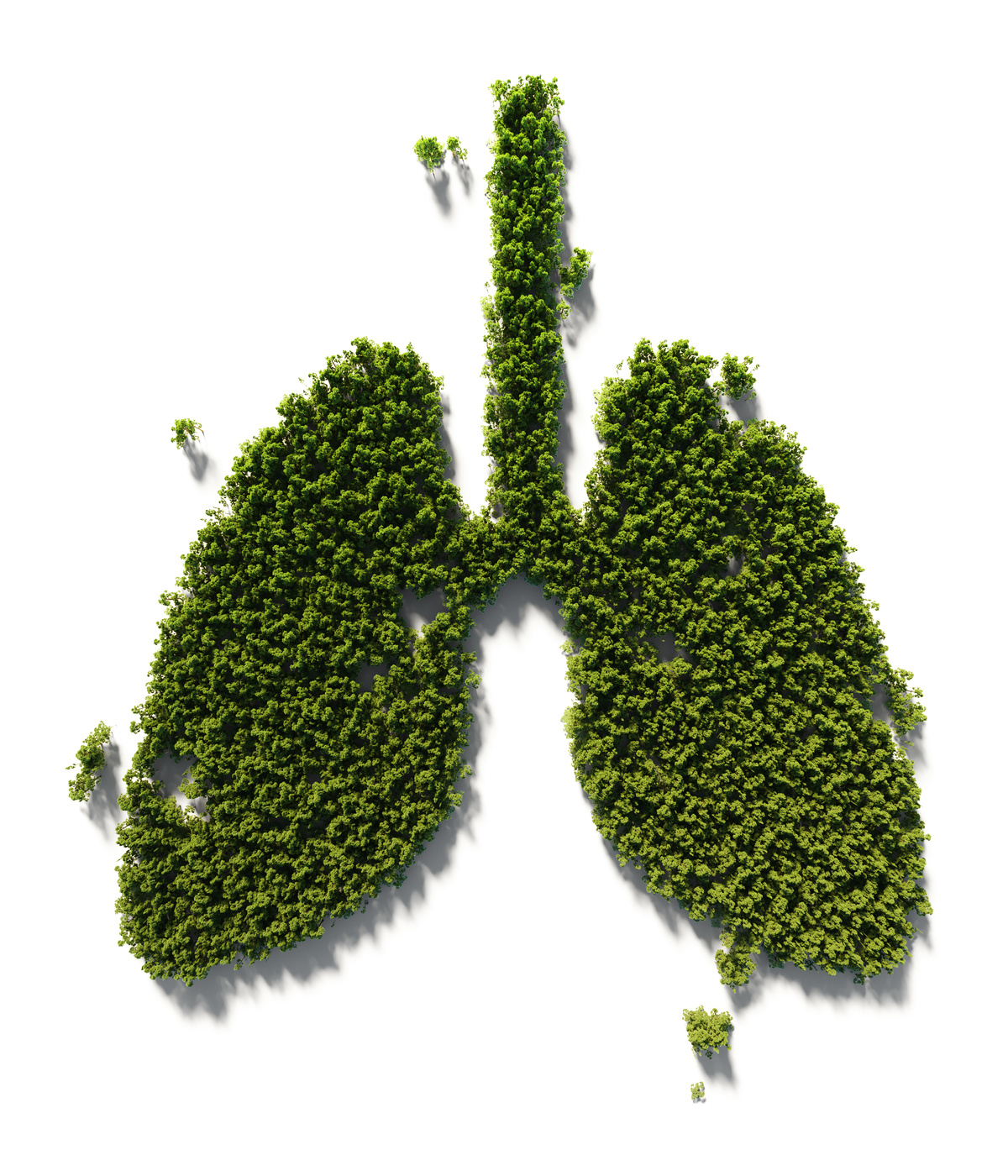 Lung Symbol Made Of Green Trees : Green Energy Concept